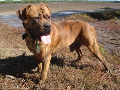 American Dogue de Dog Breed Pictures Page