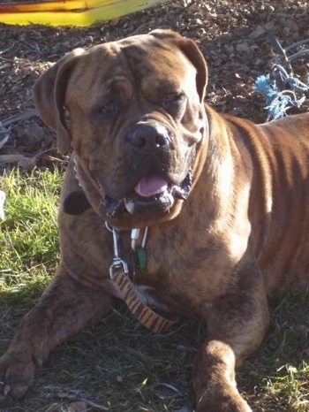 Close up - The left side of a brindle American Bull Dogue de bordeaux that is laying in grass, it is looking forward, its mouth is open and its tongue is out.