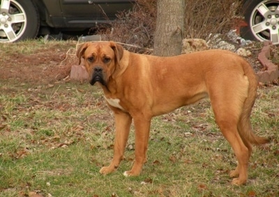 The left side of a red with white American Bull Dogue de Bordeaux that is standing across a yard, it is looking forward and there is a car behind it.