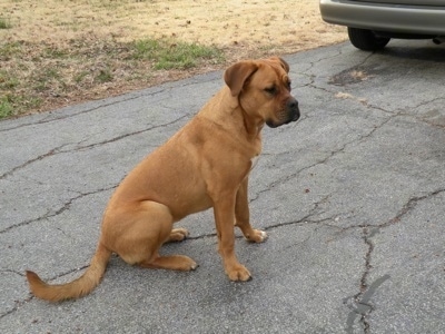 The right side of a red American Bull Dogue de Bordeaux that is sitting across a driveway and it is looking to the right.