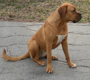 The front right side of a red with white American Bull Dogue de Bordeaux that is sitting on a driveway and it is looking to the right.