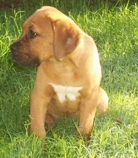 A red with white American Bull Dogue de Bordeaux puppy that is sitting in grass and it is looking to the left.