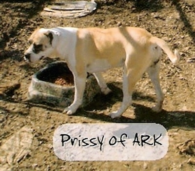 The left side of a tan with white American Bull Mastiff that is standing over a food bowl in a dirt terrain and it is looking forward.