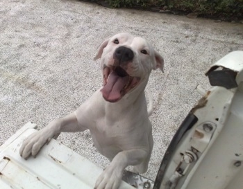 The front left side of a white American Bulldog jumping up against a truck bed with its mouth open and tongue out.
