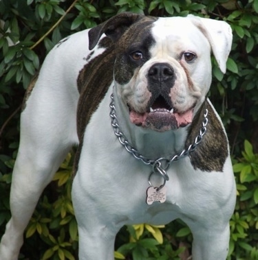 A white with brindle American Bulldog is standing in front of a bush, it is wearing a choke chain collar and it has its mouth open