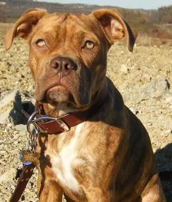 Close up - The front left side of a brown with white American Bulldog puppy that is sitting on a rocky terrain