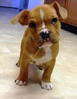 A small red with white American Bully puppy is standing on a tiled floor with its head tilted to the right.