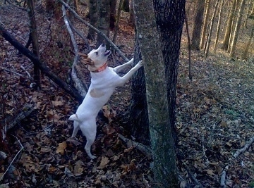 A white with tan Mountain Feist dog is in the woods jumped up and barking up a tree.