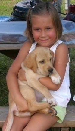 The right side of a tan American Gointer puppy that is being held by a sitting child.