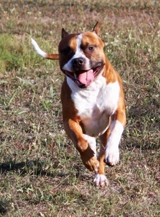 A red with white Staffordshire Terrier is running in a lawn with its mouth open and tongue out