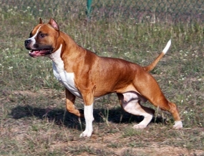 The left side of a red and white American Staffordshire Terrier that is pointing to the left across a lawn. Its mouth is slightly open and it has cropped ears.
