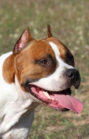 Close Up - The front right side of the head of a red with white Staffordshire Terrier that is standing in a lawn with its mouth open and its tongue out