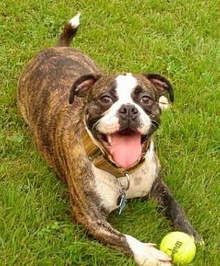 Miniature Australian Bulldog Dog Breed