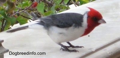 Red-Crested Cardinal standing on window sill looking for something