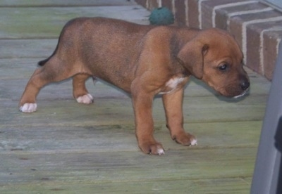 The front right side of a brown with with BT Walker puppy that is standing across a wooden deck.