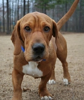 basset hound shar pei mix puppies