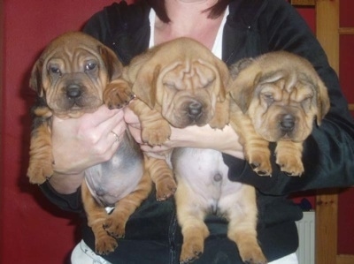 Three Ba-Shar puppies in the arms of a lady
