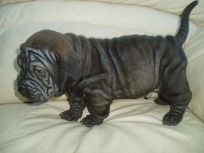 basset hound shar pei mix puppies