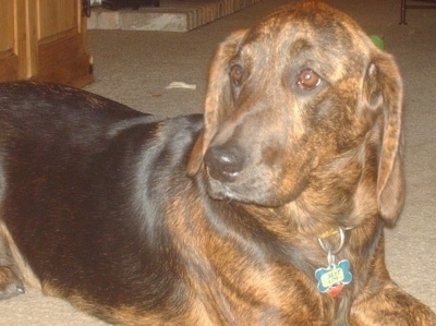The right side of a brown and black Basset Retriever that is laying across a floor and it is looking to the left.