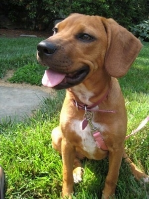 View from the front - A tan with white Beagle mix is wearing a pink collar and leash sitting in grass and it is looking to the left. Its mouth is open and tongue is out.