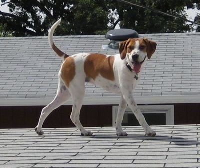 A tan with white Beagle mix is walking across a gray barn roof. Its mouth is open and tongue is out and tail us high in the air.