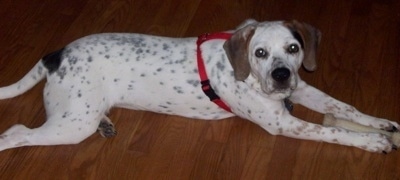 Side view - A white with black and tan Beagle mix puppy is wearing a red harness laying on a hardwood floor and it is looking to the right of its body. It is mostly white with black spots all over it and brown ears.