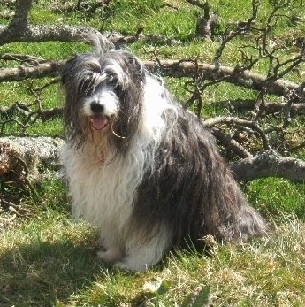 Bonnie the Bearded Collie sitting in front of fallen tree limbs with its mouth open