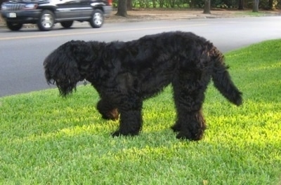Left Profile - Boris the Black Russian Terrier walking on grass with its front right paw in the air