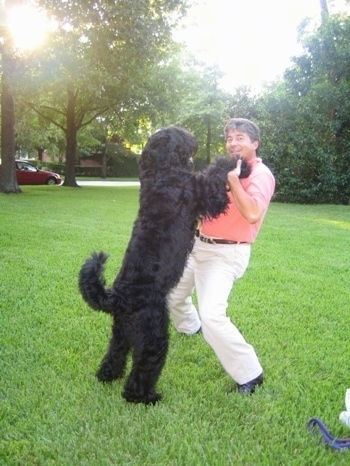 Boris the Black Russian Terrier with his front paws in the hands of its owner as he jumps up to the humans chest