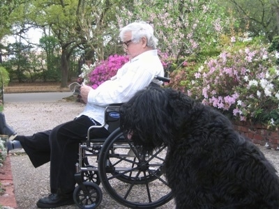 Boris the Black Russian Terrier with his tongue out and his mouth open sitting next to a person reading in a wheelchair