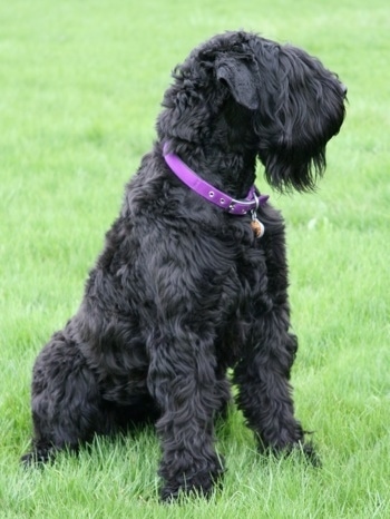 russian blue terrier dog