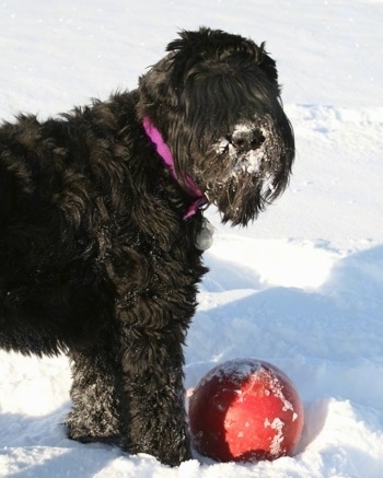 Close Up - Tasha the Black Russian Terrier standing in snow with snow in her face and a red ball toy in front of her
