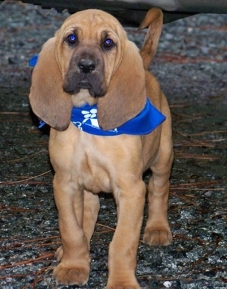 Bloodhound puppy with a blue bandana walking on a stone surface