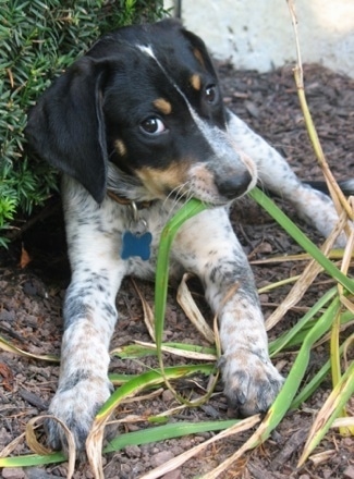 Bluetick Coonhound Dog Breed Pictures 1