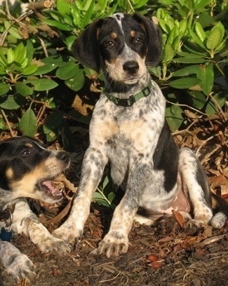 Jade the Bluetick Coonhound sitting in a flower bed looking at the camera holder, and Ike the Bluetick Coonhound laying next to her with his mouth open looking playful