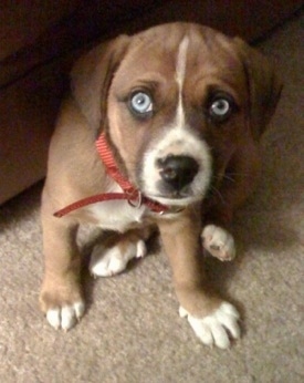 Lollipop the Bogle puppy wearing a red collar sitting on a carpetted floor in front of a couch