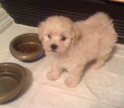 The front left side of a white Bolonoodle puppy that is standing on a white blanket and it is surrounded by food bowls