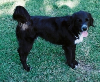 Dozer the Borador standing in the grass with its mouth open and tongue out