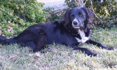 Dozer the Borador laying in grass in front of a bush looking at the camera holder