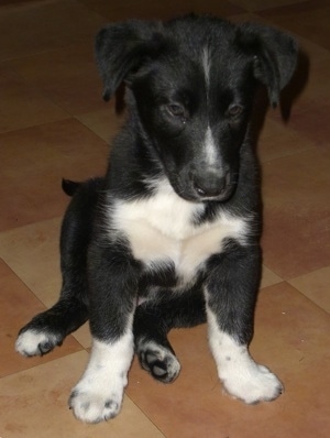 Onyx the Borador puppy sitting on a tiled floor and looking down