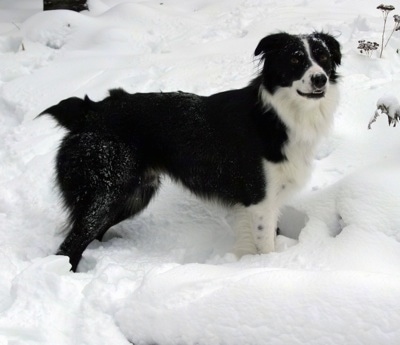 The right side of a black with white Border-Aussie that is standing across snow, it is looking forward and its mouth is slightly open.