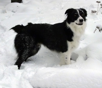 border collie & australian shepherd mix