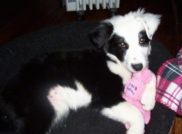 Close Up - Kaiya the Border Collie puppy laying in a dog bed with a plush toy