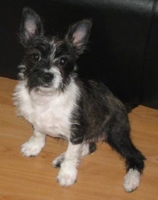 The front left side of a black with white Bostchon that is sitting on a hardwood floor in front of a leather couch and it is looking up.