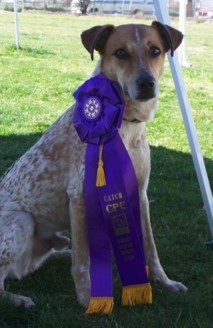 The front right side of a white with brown Boston Cattle Dog that is a ribbon and sitting on grass.