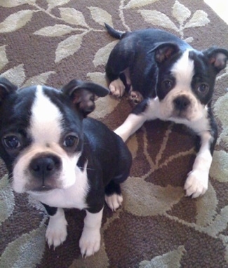 Oliver and Clementine the Boston Terriers sitting and laying on a living room rug