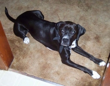 Stormie the Boxador laying on a carpet in front of a doorway