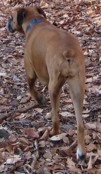 Allie the Boxer walking around a heavily leafy area