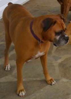 Allie the Boxer is standing on a stone porch and looking to the right