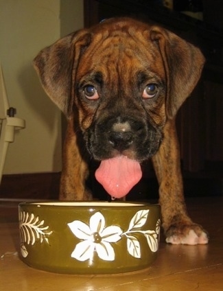 Image result for Boxer dog, drinking a water